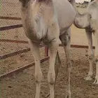 قعود وبكره