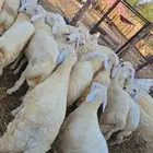 خرفان ورخال حريات