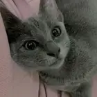 قطه للتبني مهجن سكوتش عمر ثلاث شهور