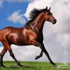 خدمات بيطرية سونار خيل وابل وقطط وكشوفات منزلية وعمليات