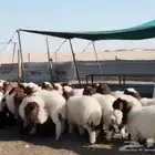 للبيع رخال نعيم مراح واحد طيبه
