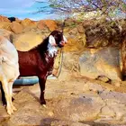 تيس فحل. حرم. ادهم. اوشح. أجم. حار. وكفو ونظيف.