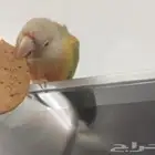 كنيور ماشاءالله لاقوة إلا بالله