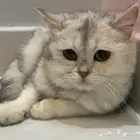 انثى سكوتش استريت ابيض شانشيلا