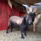 للبيع جوز ماعز قزمي