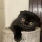 بيع قطة سكوتش فولد