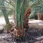 السلام عليكم نقوم بعمل انخيل في انحاء المملكه تكريب و تحيا