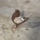 ذكر كنق مدنا ارجنت