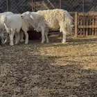 طلي حري مشروط