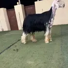 فحل نجدي مشروط