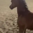 فرس اول انتاج لها مهرة