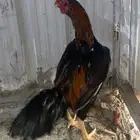 ديك باكستاني مطور