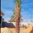 لدينا جميع انواع انخل الي يحبها قلبك