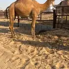 فحل كفو ولد مكرم العاصفه في رصيده سيارتين