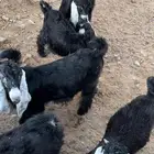 تيوس عوارض أصائل طيبه بالحيل مراح