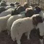 خرفان البيع 