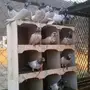 حمام باكستاني