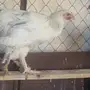 ديك براهما للبيع