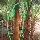 انخل واشنطن زينه 511
