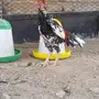 ثلاث ديوك ودجاجه باكستاني 