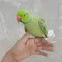 دره ذكر 