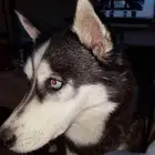 تبني جميع أنواع الكلاب