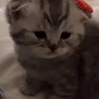 بليز الي يعرف قطوه زي كذا تبني يعلمني ابغا قطوووه بالخرج بس