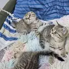 كيتن سكوتش فولد و استريت بيووور