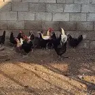 دجاج عربي مهجن مع دجاج باكستاني حمام فرنسي