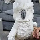 فرخ امبريلا (هدد) تم البيع