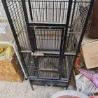 قص كبير للببغاء