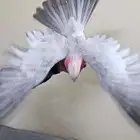 كوكاتو قالا