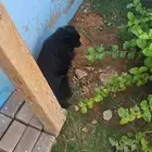 كلب بومارينان اللون اسود كامل