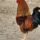 زوج دجاج فرنسي احمر