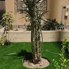 مشاءالله تبارك الله نخل وصل اليوم اشمال