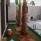 نخل عربي وشنطني لبيع