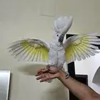 فرخ كوكاتو امبريلا (هدد)