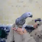 كاسكو للبيع