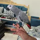 كاسكو متكلم