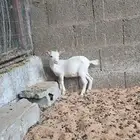 للبيع تيوس قزمي طيبات شرط