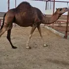 ناقه حمرا ساحليه