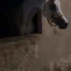 حصان شعبي البيع 3000 غير قابل لنقاش البيع عجل
