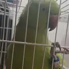 ببغاء للبيع