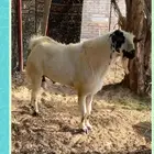 تيس فحل السن (قارح) النوع بيشي مشروط شرط مطعم دموي ومعوي