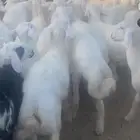 خرفان حري ونعيم نظاف ( يوجد سلخ وتوصيل)