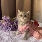 سكوتش ستريت