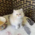 قطه بيرشن بيور