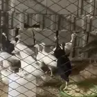 دجاج رومي للبيع