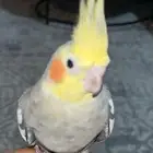 كراون  ذكر اليف