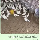 تبغا فزر تبغا نمسك مشروعك تبغا تعديلات شباب 2 سعودين